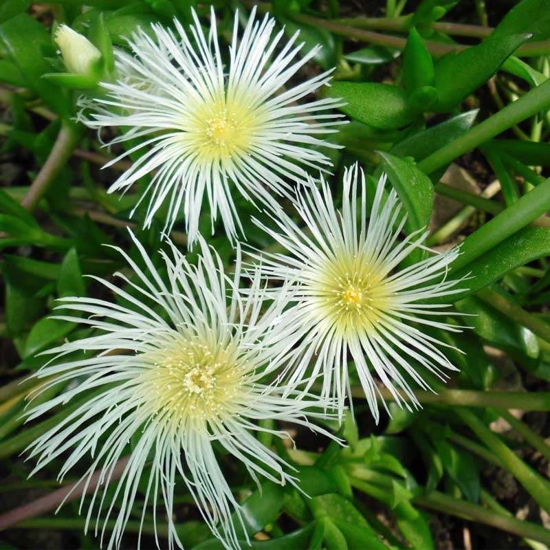 Sceletium: A Traditional South African Plant with Modern Therapeutic Potential